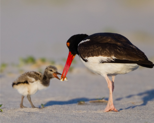 bird feeding bird